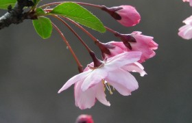 春暖花开，原来日本升龙道的春天如此美丽。